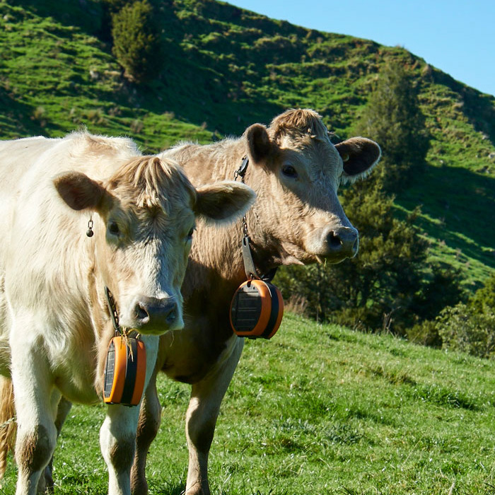 Cows-with-eShepherd-neck-bands-square