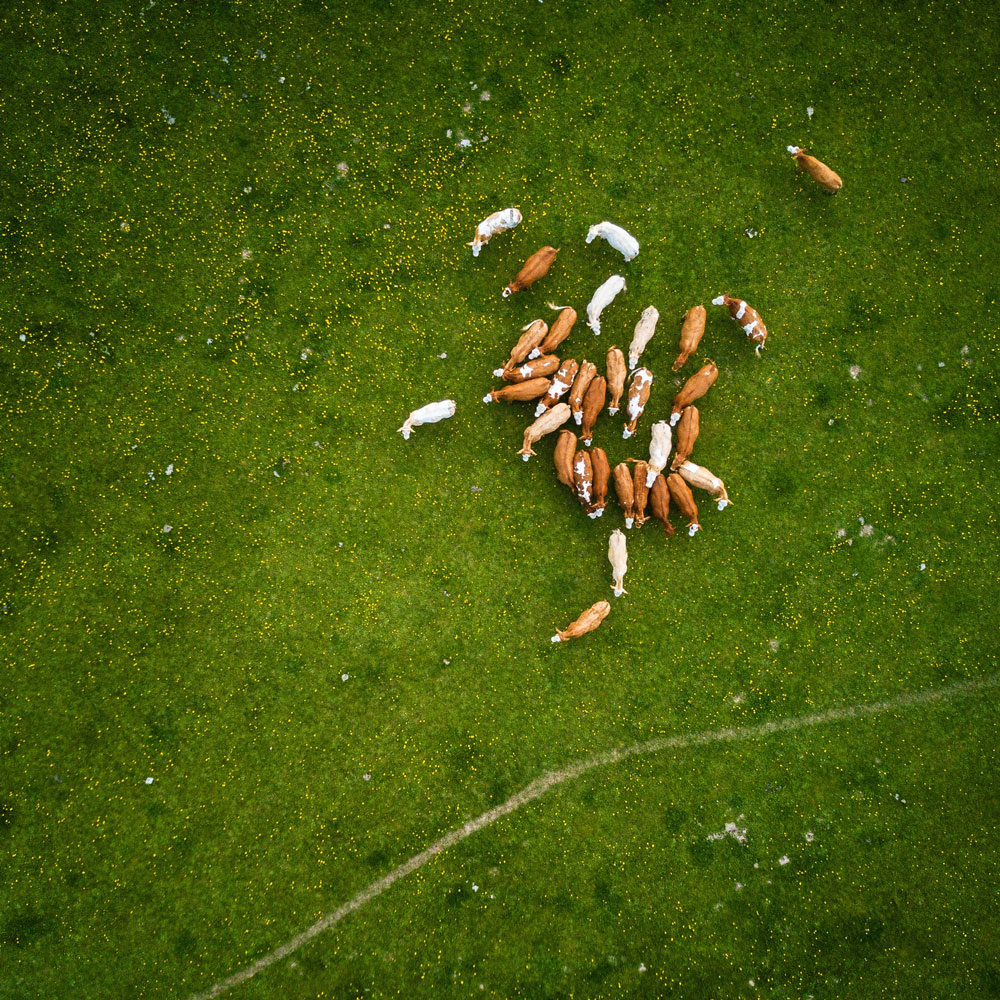 aerial shot of cow herd