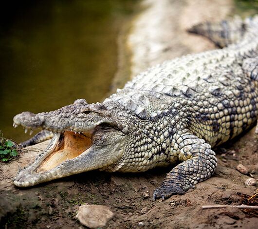 SITECORE-Gallagher TWR-5 has detailed crocodile management in the bag-General Purpose Crocodile