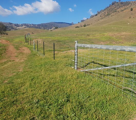 SITECORE-Lamb production only possible with wild-dog proof Gallagher Westonfence-General Purpose Gallagher Westonfence on farm