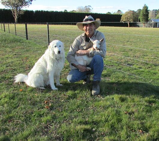 SITECORE-Miniature goats safe behind unobtrusive, feral-dog proof Gallagher Westonfence-General Purpose SITECORE-Miniature goats safe behind unobtrusive, feral-dog proof Gallagher Westonfence-General Purpose