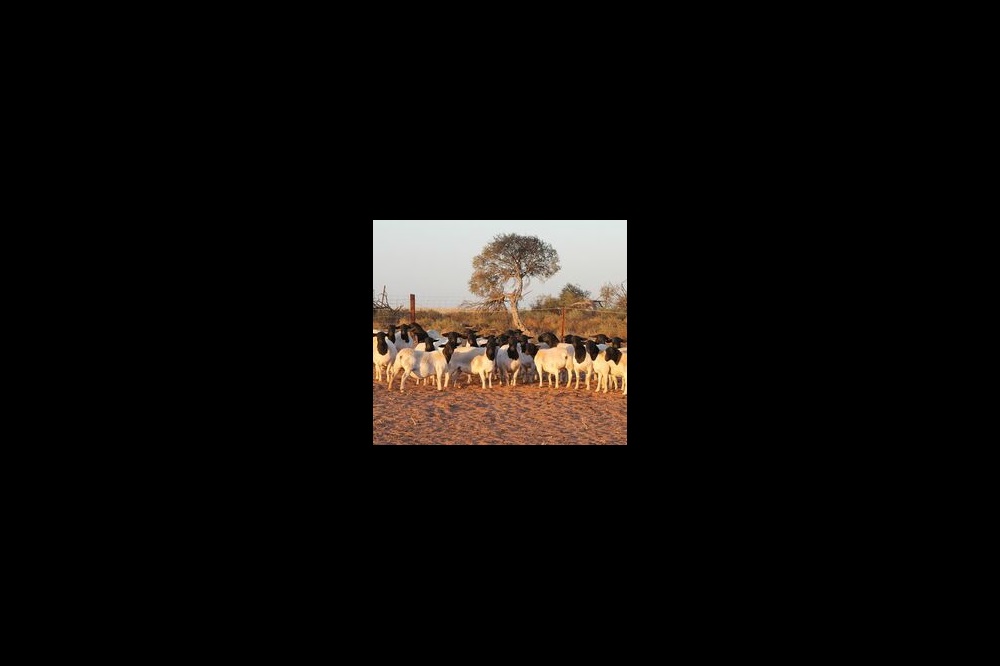 Dorper Sheep Herd-General Purpose Dorper Sheep Herd-General Purpose