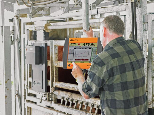 TSi2 Hereford weight-General Purpose TSi2 Hereford weight-General Purpose