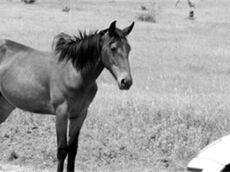 Joe the horse-General Purpose Joe the horse-General Purpose