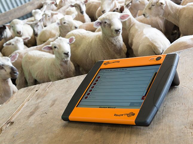 TSi2 Weigh Scale with sheep 