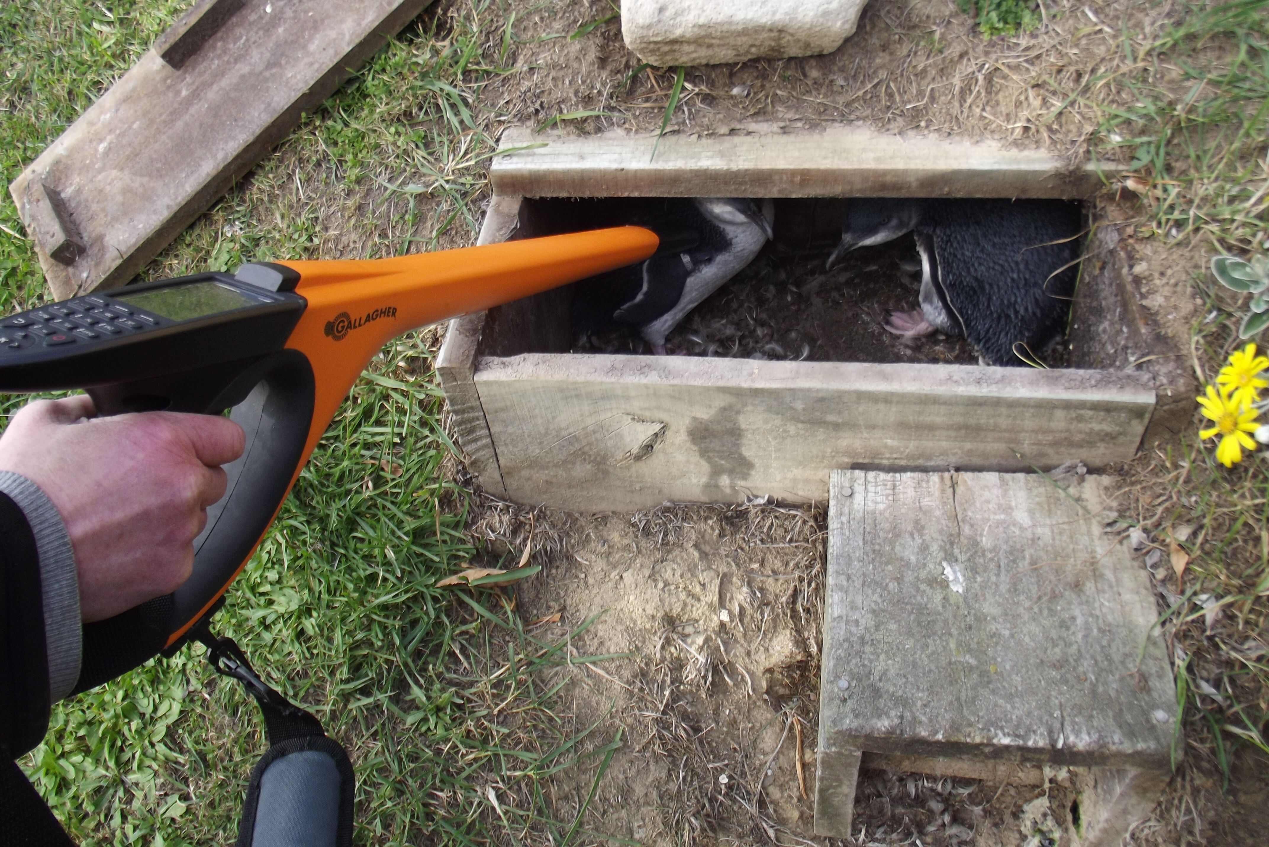 penguin_eid_2-General Purpose HR5 Hand Held EID Tag Reader & Data Collector