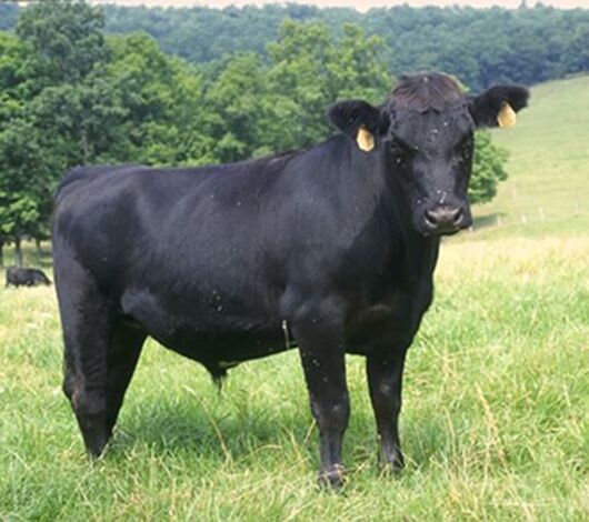 SITECORE-Angus bull on Farm-General Purpose