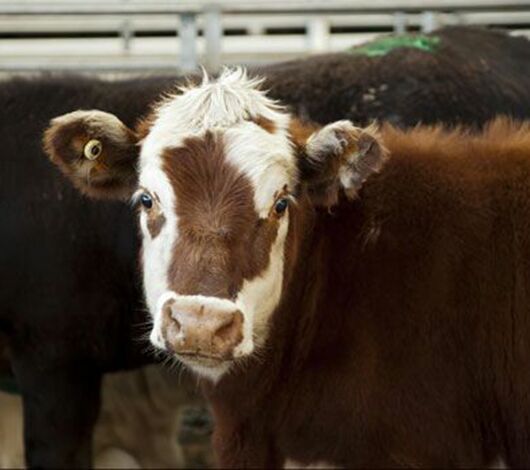 SITECORE-Cattle with EID Tag in Ear -General Purpose SITECORE-Cattle with EID Tag in Ear -General Purpose