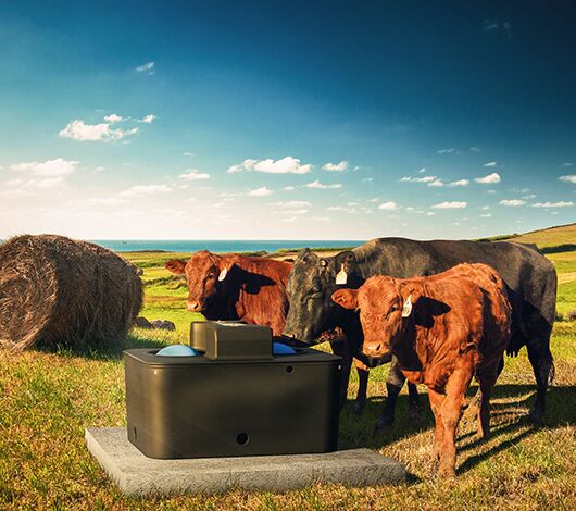 Automatic Miraco, Energy Free Ball Waterer on concrete pad positioned in hay field with red and black cows with red barn and dairy cattle and sea in background