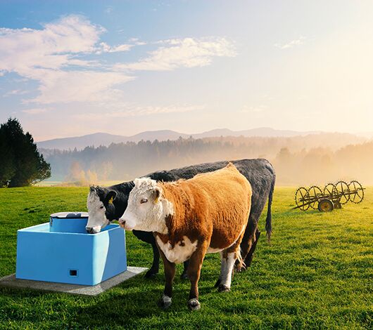 Miraco Lil'Spring open waterer installed on cement block in Kentucky green pasture field for beef cattle.