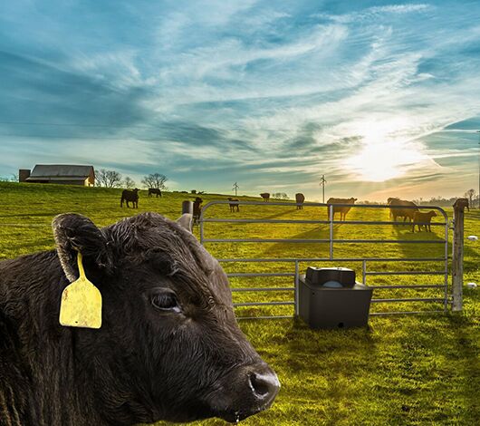 Black Angus Cattle with Visual "Blank" ear tags facing small two ball mirafount energy free miraco watering tank with a split rail gate separating pastures with electric fence. 