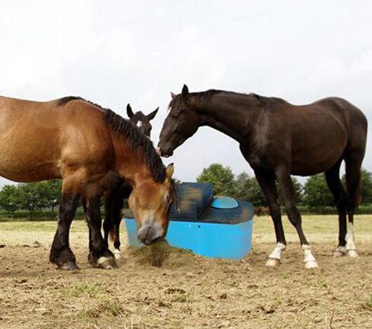 SITECORE-Leading Horses to a More Energy Efficient Drink-General Purpose SITECORE-Leading Horses to a More Energy Efficient Drink-General Purpose