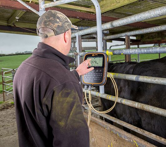 SITECORE-TW3 Dairy cows yard 4697-General Purpose TW3 on farm with Dairy Cows