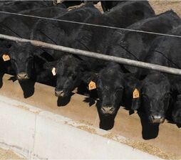 SITECORE-Accurate and customised data pays the way for feedlot-General Purpose SITECORE-Accurate and customised data pays the way for feedlot-General Purpose