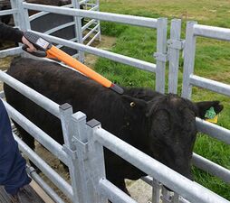 SITECORE-Angus Stud's New HR5 Makes Stock Recording So Simple-General Purpose HR5