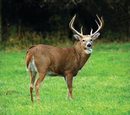 SITECORE-Deer Headshot-General Purpose SITECORE-Deer Headshot-General Purpose