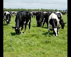 Ensuring Cows in Good Condition for Calving and Mating-General Purpose Dairy Cows Grazing