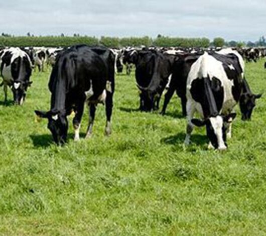SITECORE-Ensuring Cows in Good Condition for Calving and Mating-General Purpose Dairy Cows Grazing