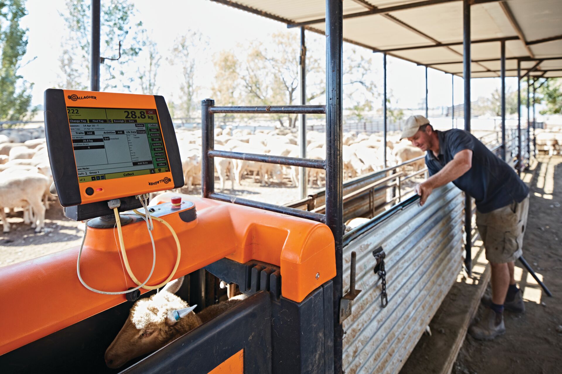 G019 TSi 2 Livestock Manager, Insitu -General Purpose TSi 2 Livestock Manager on farm