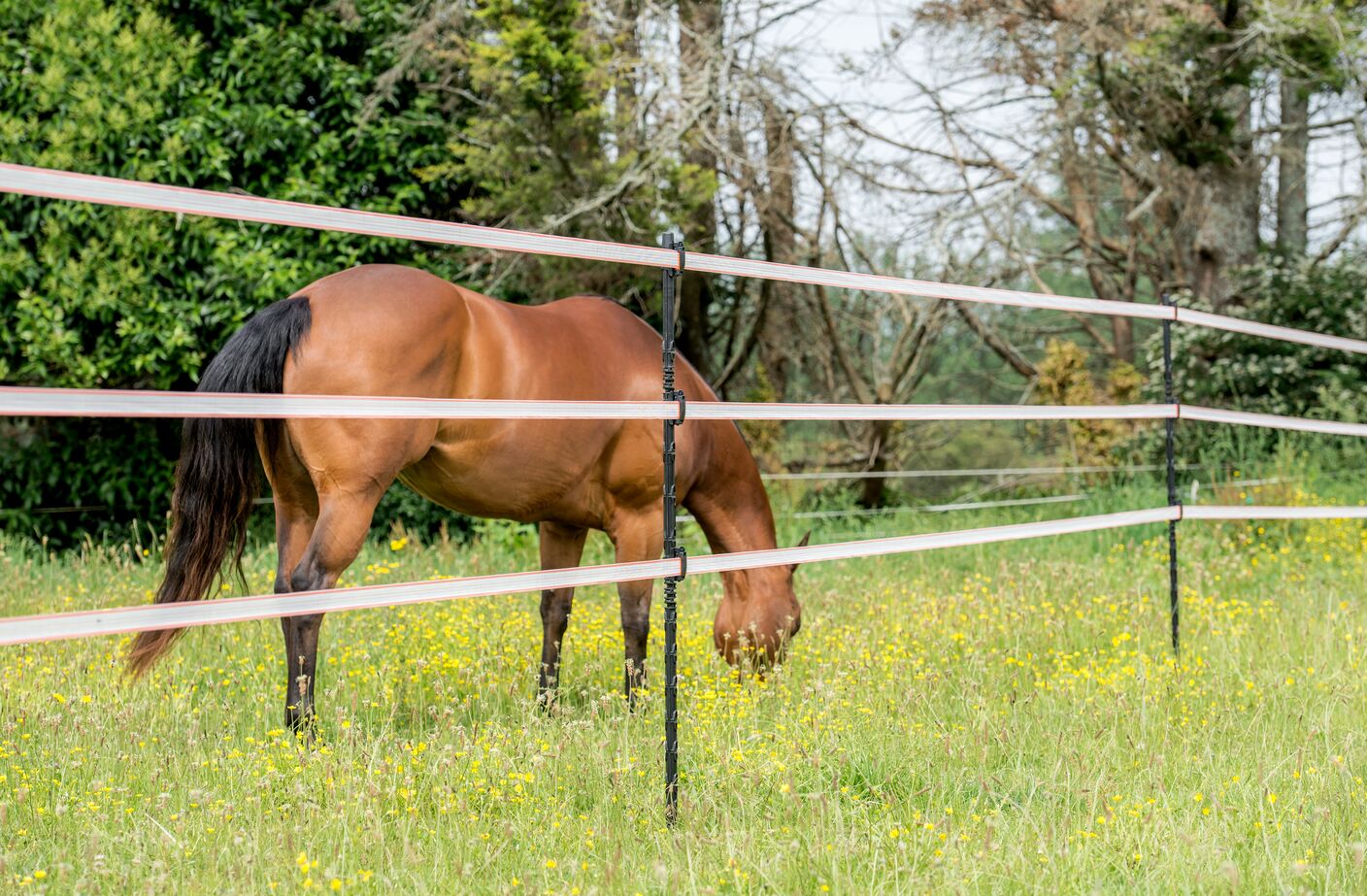 Overview of electric fencing and weighing systems for horses