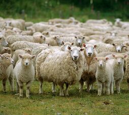 ca. 2004, New Zealand, Pacific --- Flock of sheep, New Zealand, Pacific --- Image by © Mula Eshet/Robert Harding World Imagery/Corbis