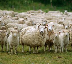 SITECORE-Sheep Overview-General Purpose ca. 2004, New Zealand, Pacific --- Flock of sheep, New Zealand, Pacific --- Image by © Mula Eshet/Robert Harding World Imagery/Corbis