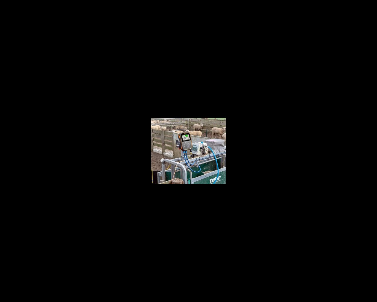SITECORE-TWR-5 Prattley Sheep 1786-General Purpose TWR-5 Prattley Sheep on farm
