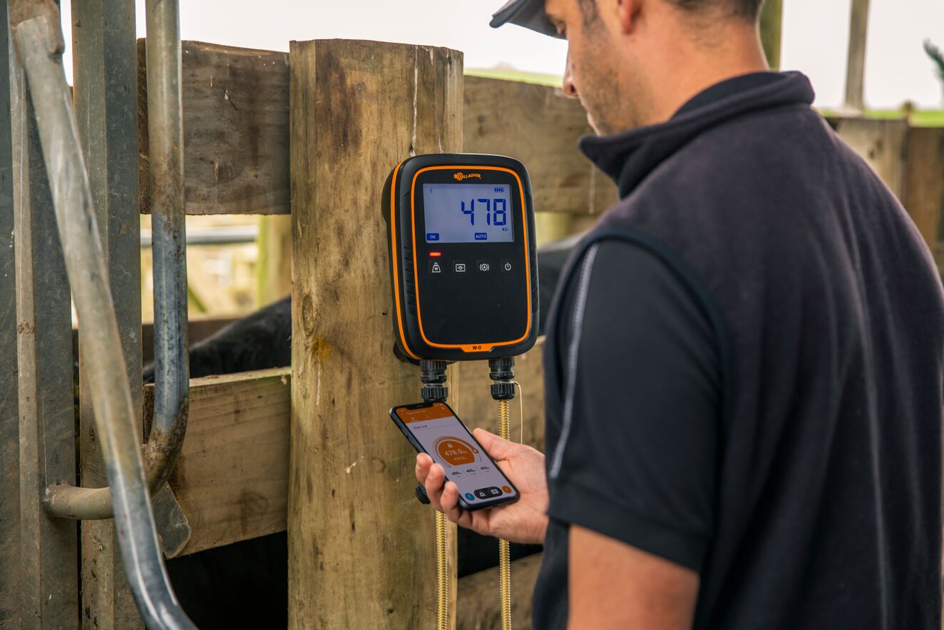 G025 W-0 Cattle STEVE P HIRES-0134 Edited-General Purpose