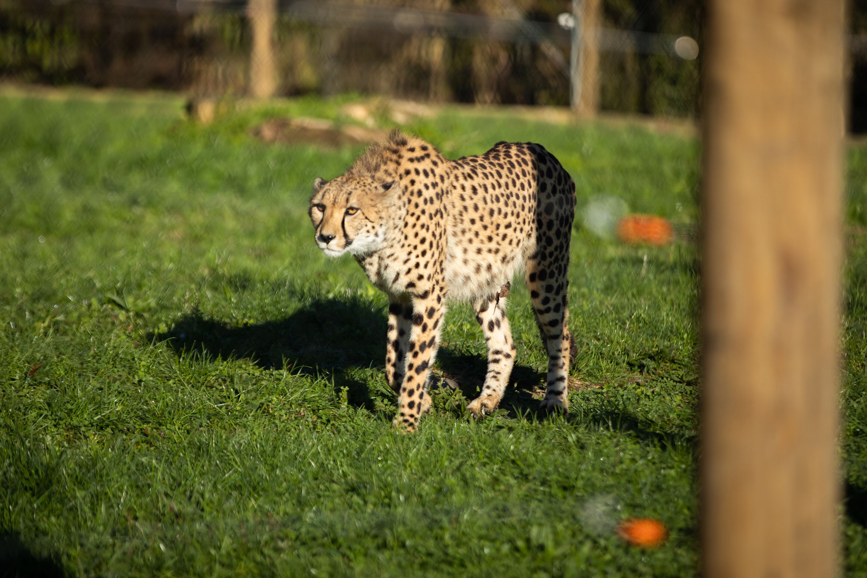 Hamilton Zoo - Cheetah Enclosure Fencing-General Purpose