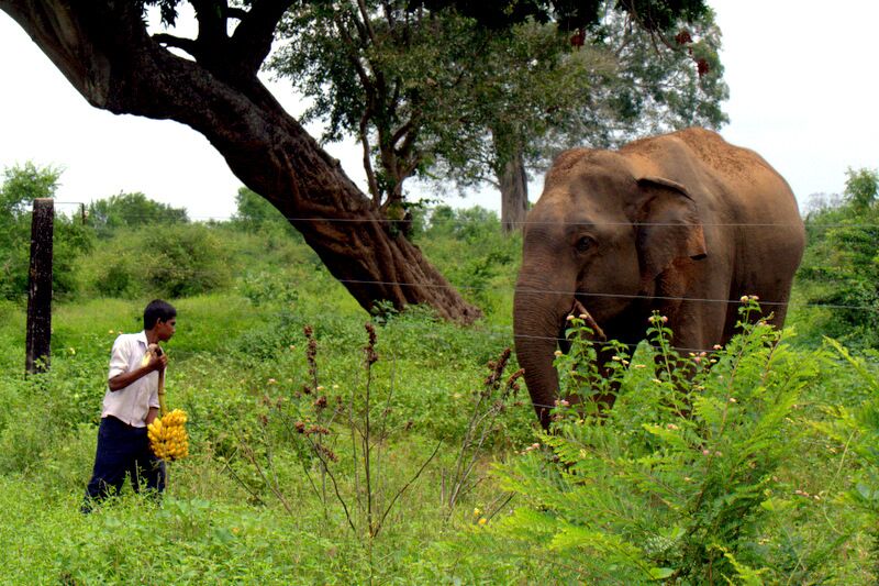 Gallagher Electric Fencing - Exotic Animals-General Purpose Photos from Owen Boyes of the novel ways Gallagher electric fencing solutions are used in Sri Lanka and Saudi Arabia.