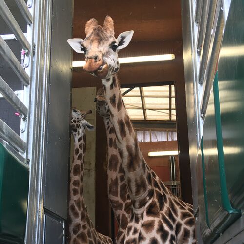 Wellington Zoo, New Zealand.
Story to go with it in Bynder - Weighing giraffes no tall order at Wellington Zoo.