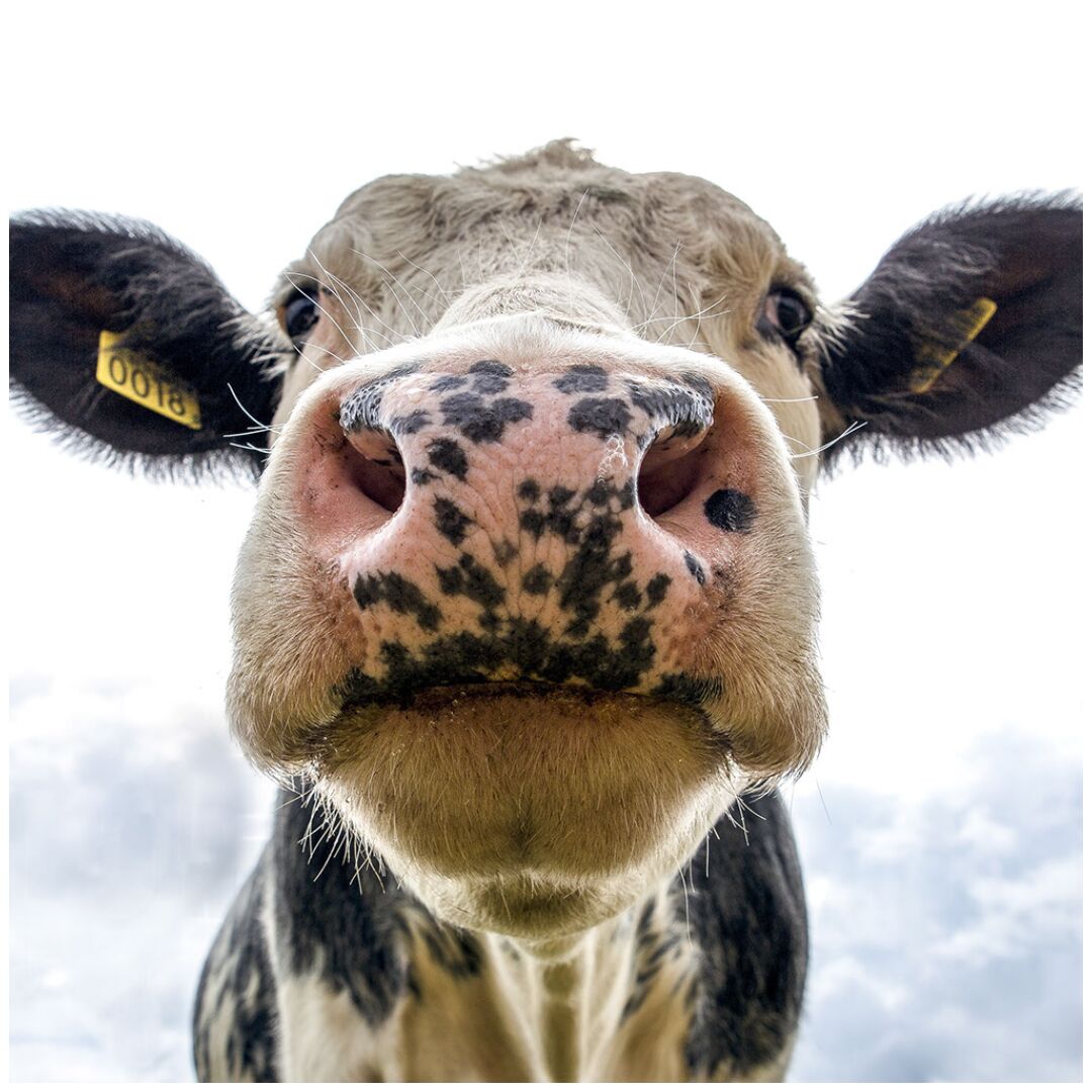 Instagram - Inquisitive cow-General Purpose
