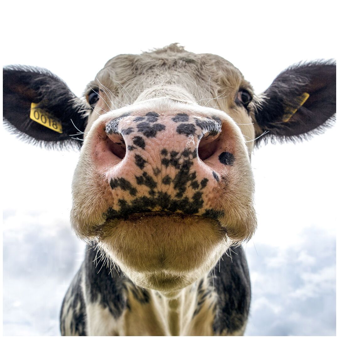Instagram - Inquisitive cow-General Purpose Instagram - Inquisitive cow-General Purpose
