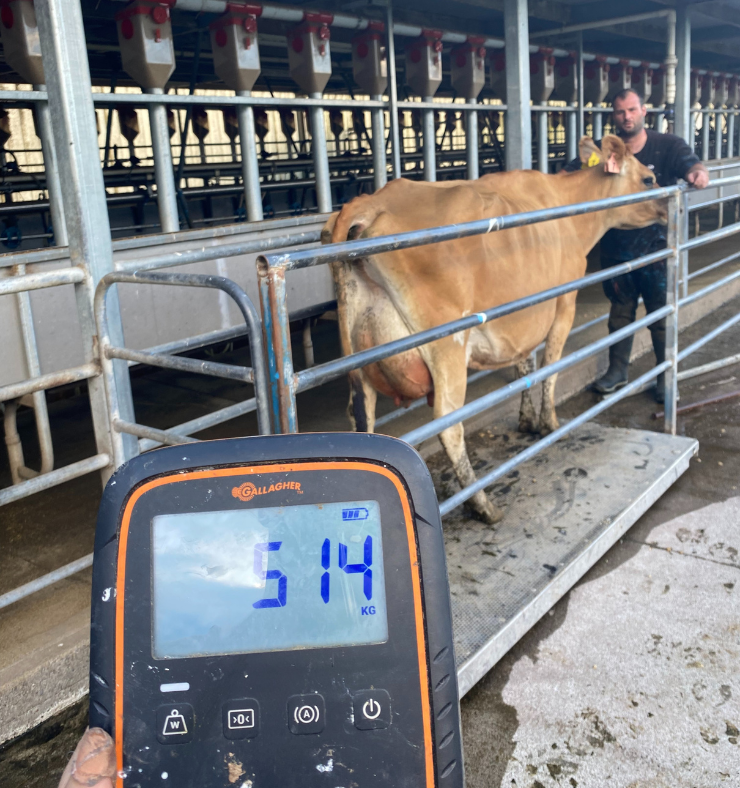 Efficient Farming DairyKings