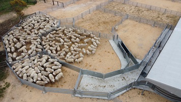 Sheep in a yard