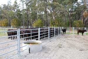 Cattle in yard with water trough in fence