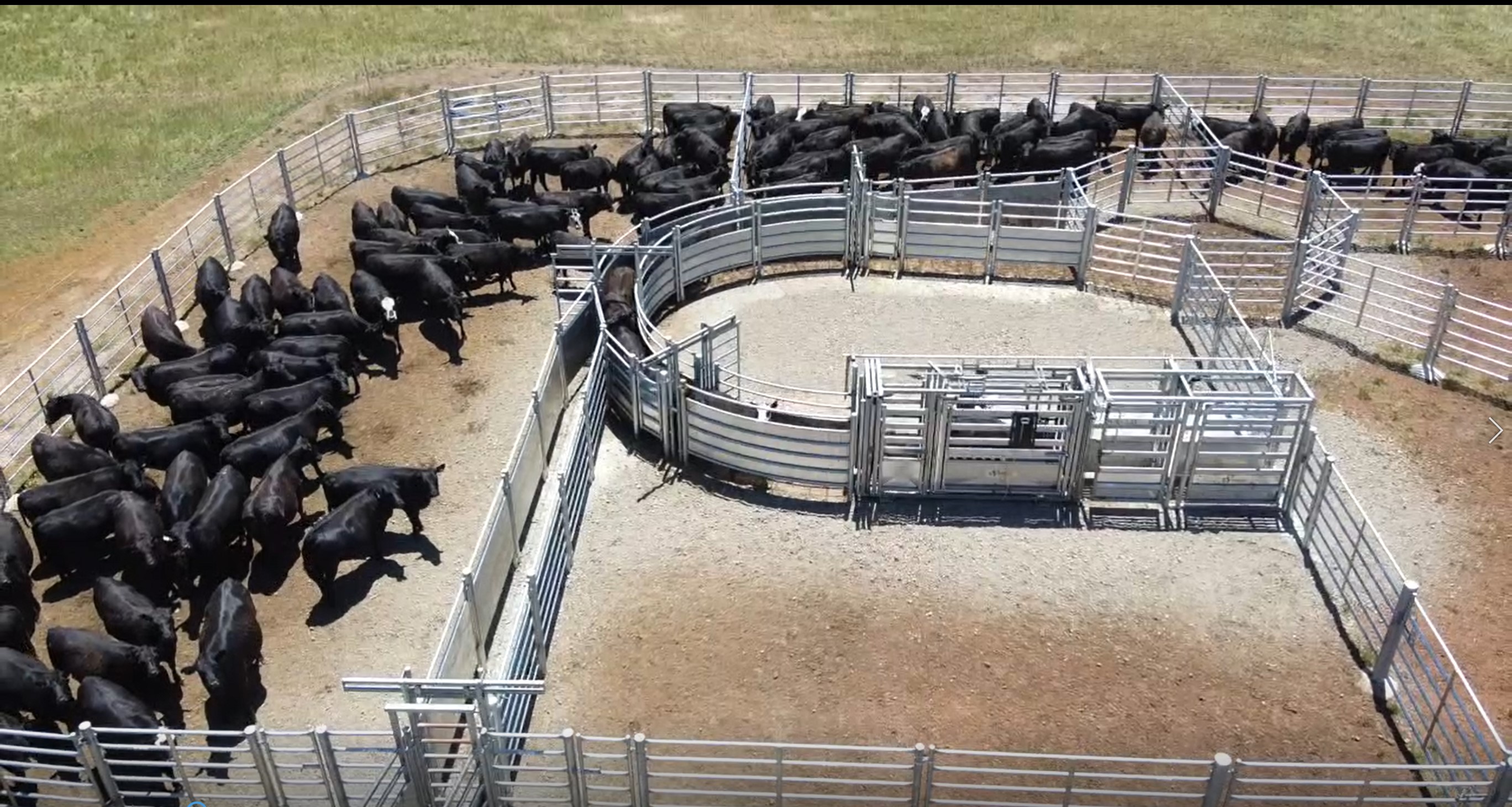 Bay of Islands Pastoral cattle in yard