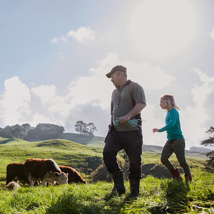 Farmer-rounding-up-cattle