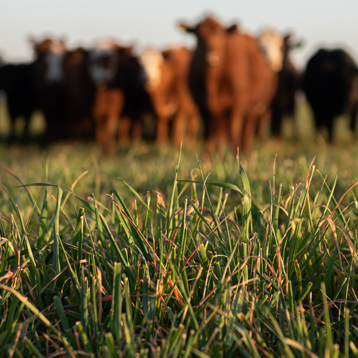 Herd-of-young-cows