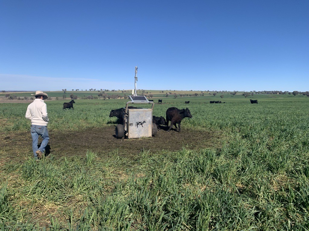 Auto weigher in a paddock, it is surrounded by calves and a farmer is walking towards it