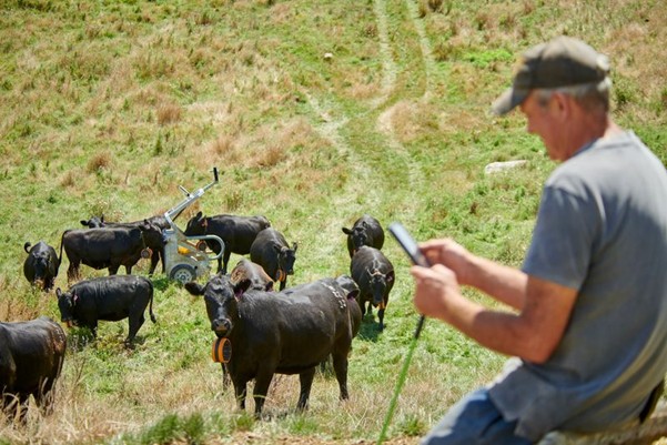 Image of a herd of cattle, one of the herd is standing on the autoweigher. A farmer is in the foreground observing.