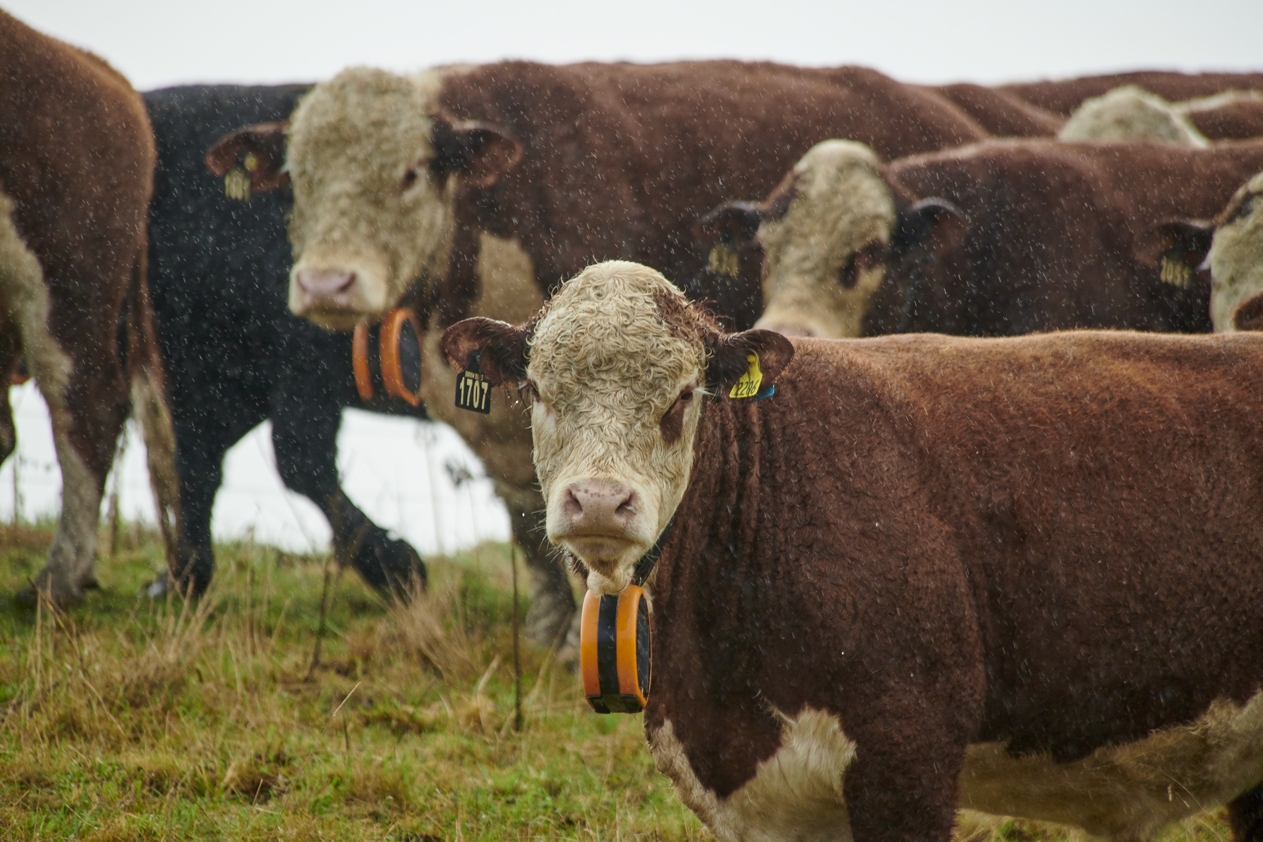 A cow standing in a field, the cow is wearing an eShepherd collar