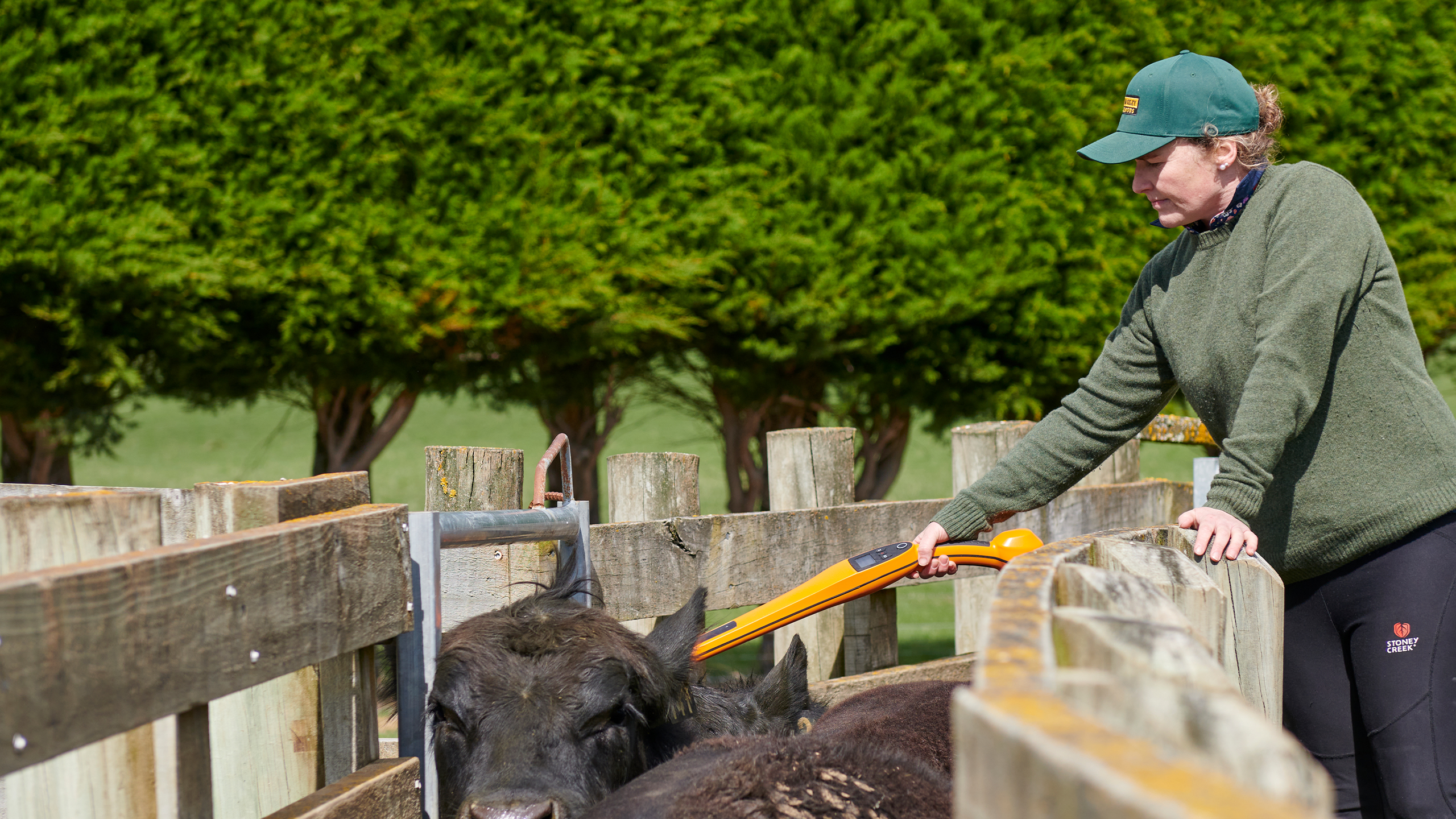 Woman scanning cattle in a race with the new HR0