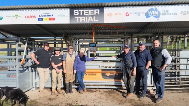The Gallagher and Lardner Park teams inducting 90 head of cattle through the crush as the 51st Lardner Park Steer Trial gets underway in Gippsland. 