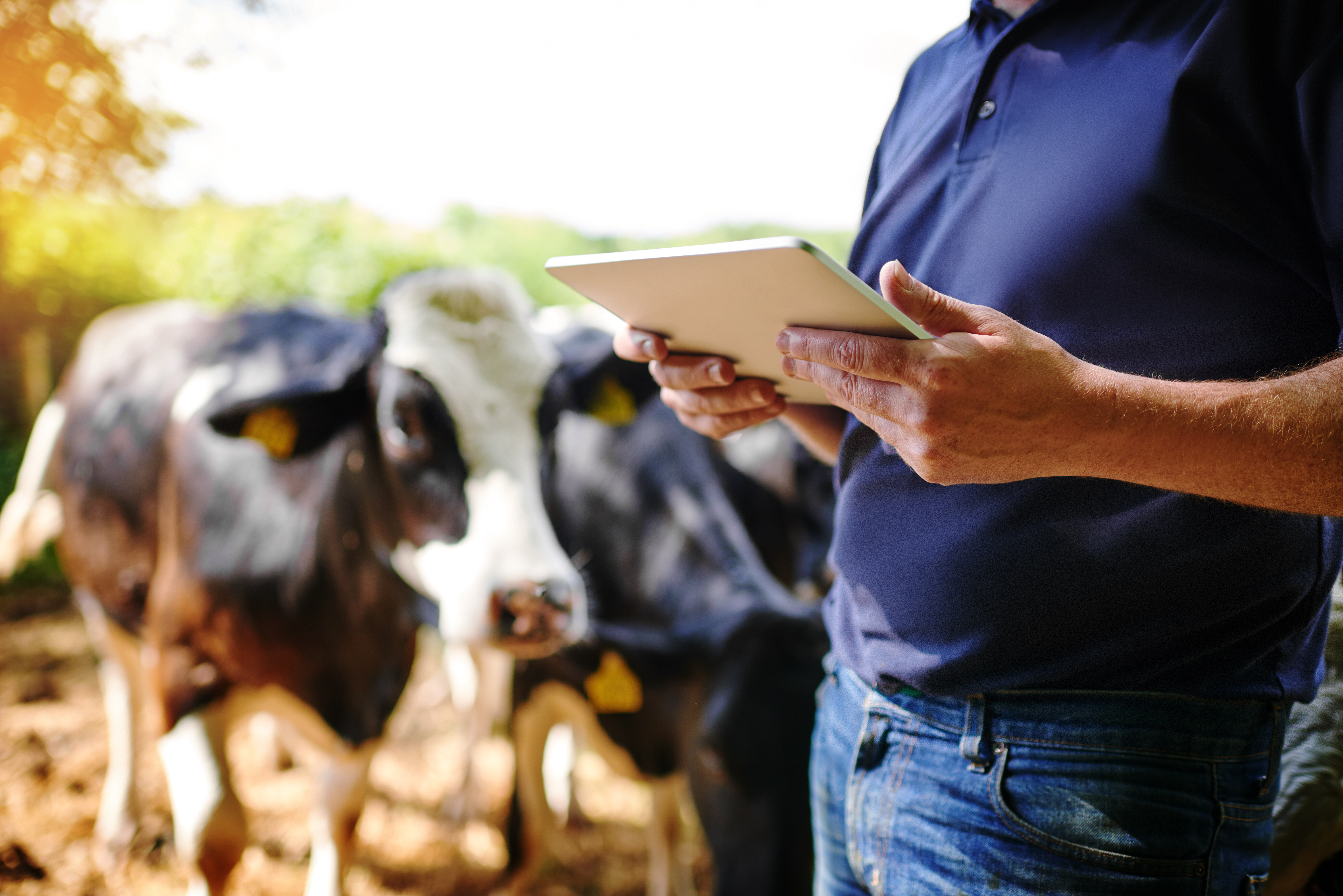 Close up image of a farmer holding a tablet with cows in the background