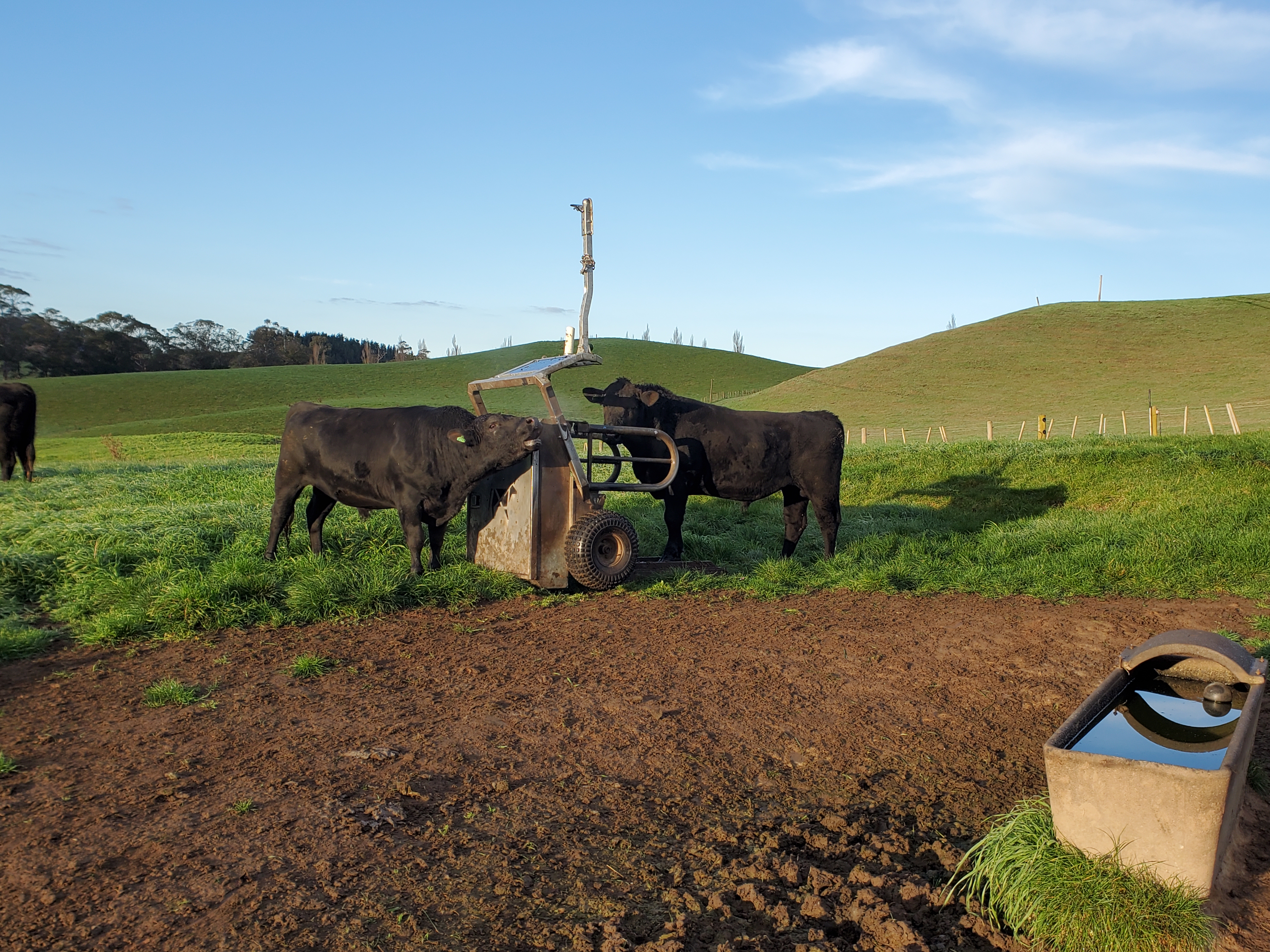Cows with auto weigher 
