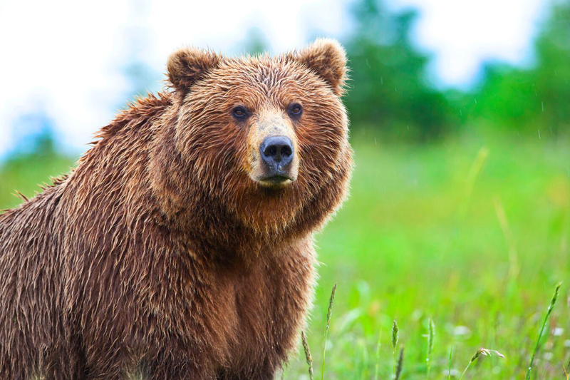 Bear overview Bear overview