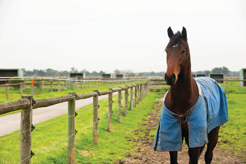 Constructing the right electric fence for your horses