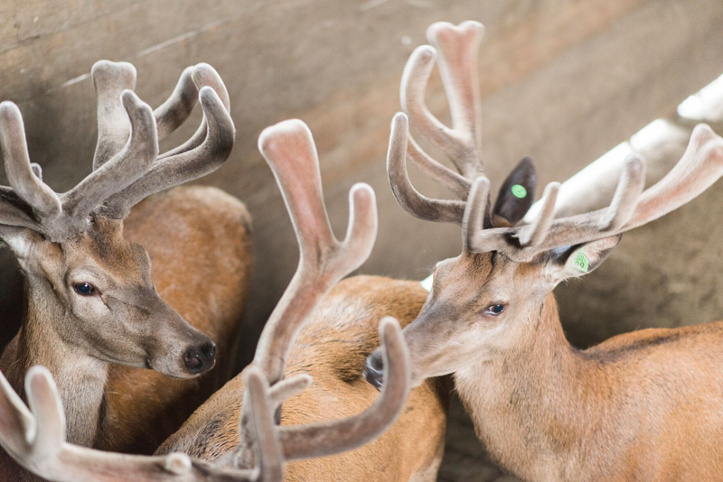 Deer Overview Deer Overview