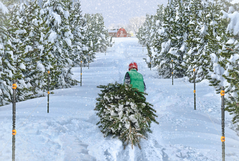 Gallagher Turbo Braid protects holiday tradition Gallagher Turbo Braid protects holiday tradition